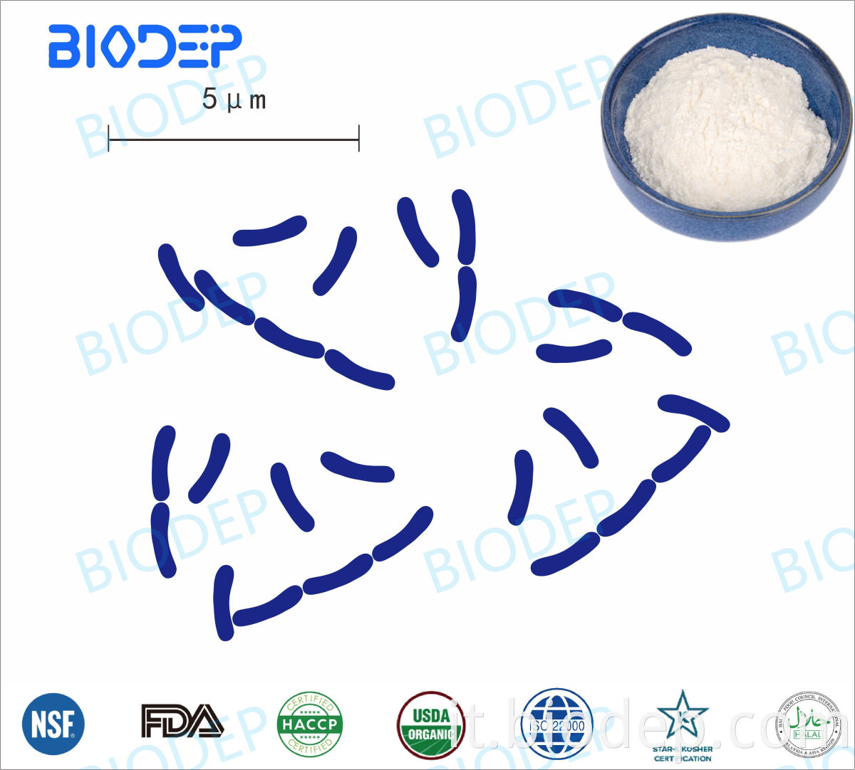 Lactobacillus crispatus